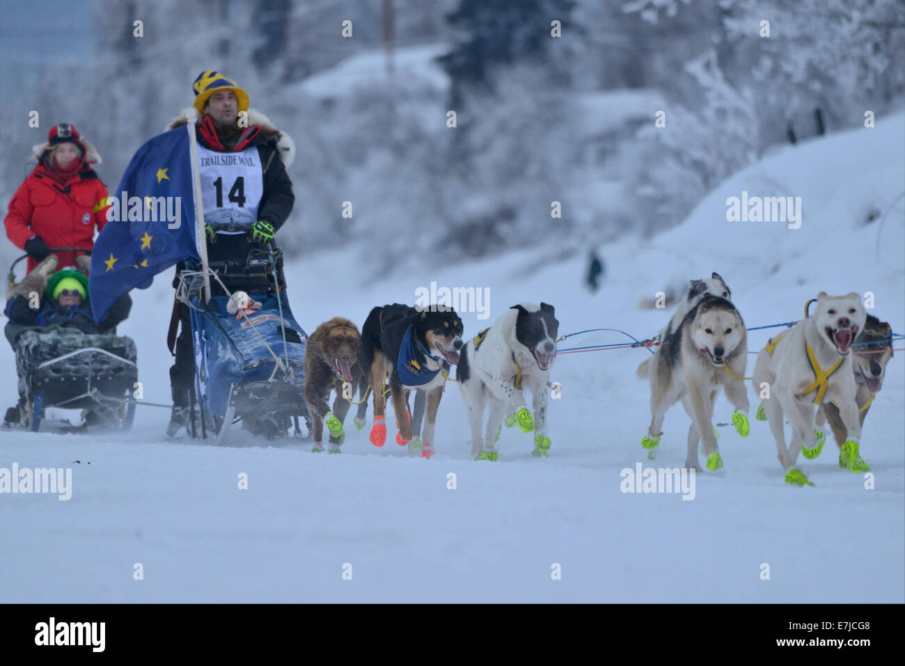 USA, United States, America, Alaska, Fairbanks, Yukon Quest, Musher, Hugh Neff, Far North, dogsled, mushing, dog, winter, snow, Stock Photo