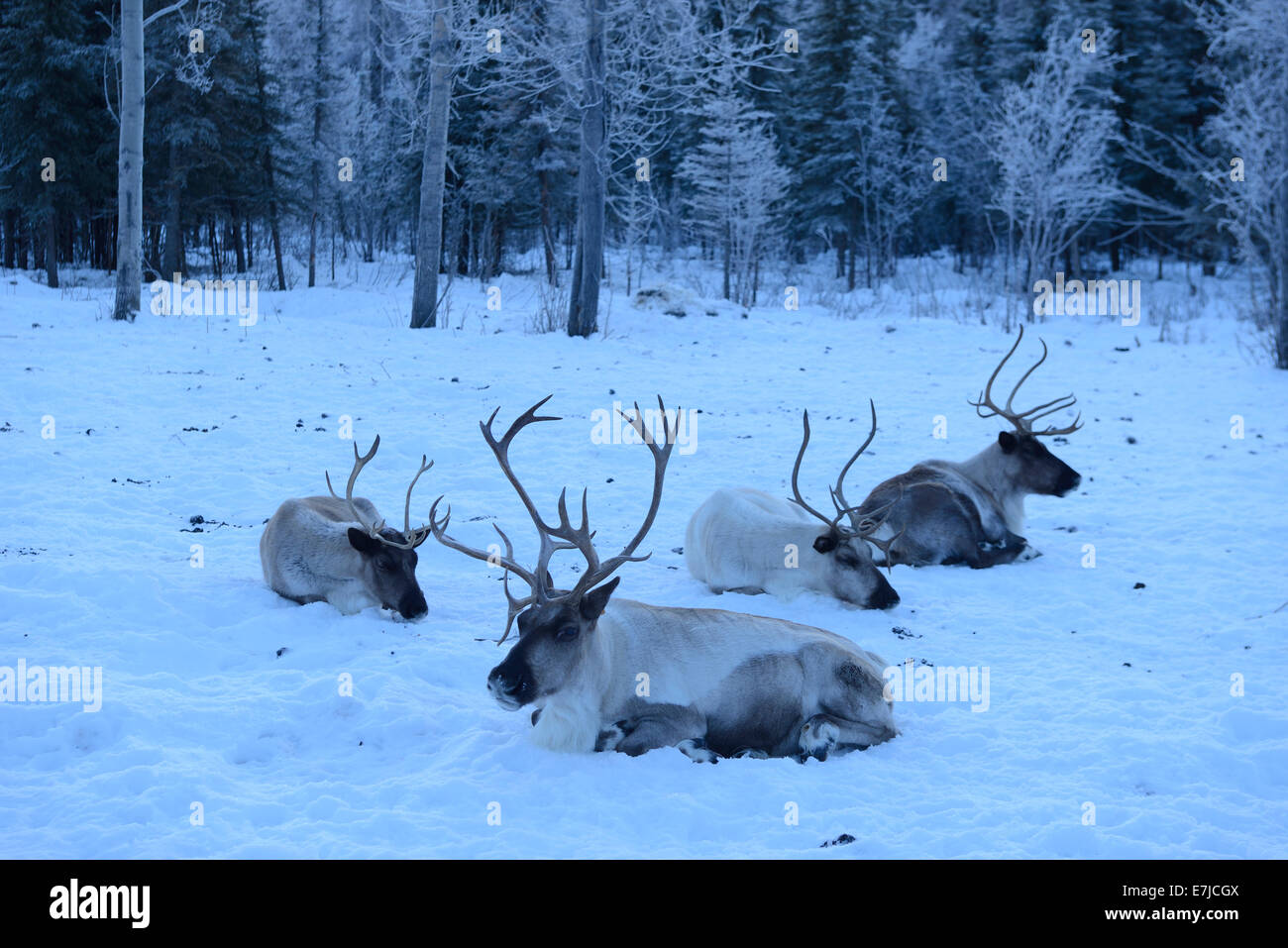 USA, United States, America, Alaska, Fairbanks, Far North, Chena Hot Springs, Rangifer tarandus, reindeer, caribou, mammal, anim Stock Photo