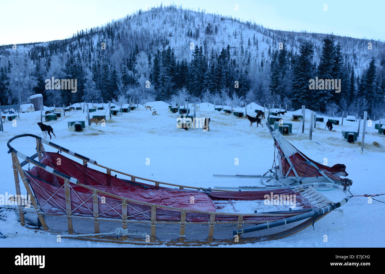 USA, United States, America, Alaska, Fairbanks, Chena Hot Springs, sled, dog, winter Stock Photo