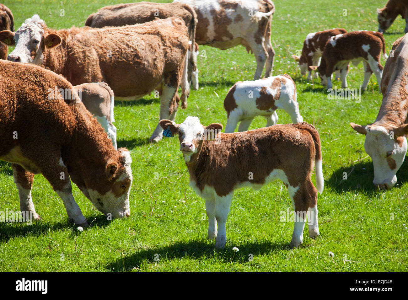 The herd of Hereford x Charolais cows and their calves grazing in the spring sunshine at Hampton