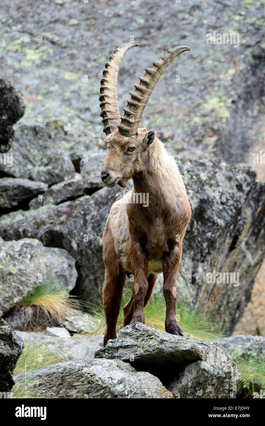 Goat like animal hi-res stock photography and images - Alamy