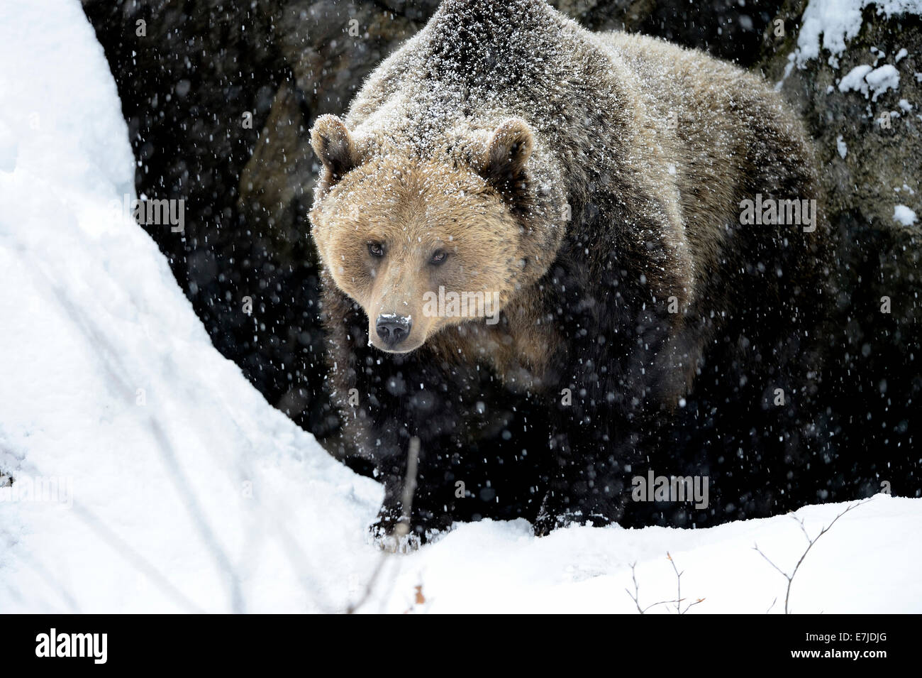 Brown bear, animal, European bear, predator, Ursus arctos, bear, predators, winter, Germany, Europe, Stock Photo