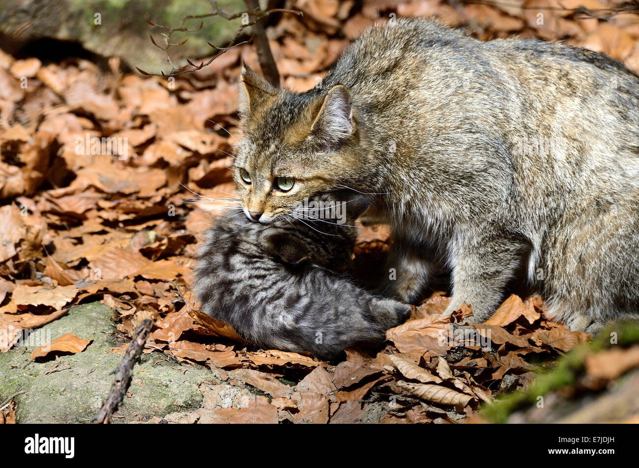 Wildcat, animal, predatory game, predator, predators, small cats, cats