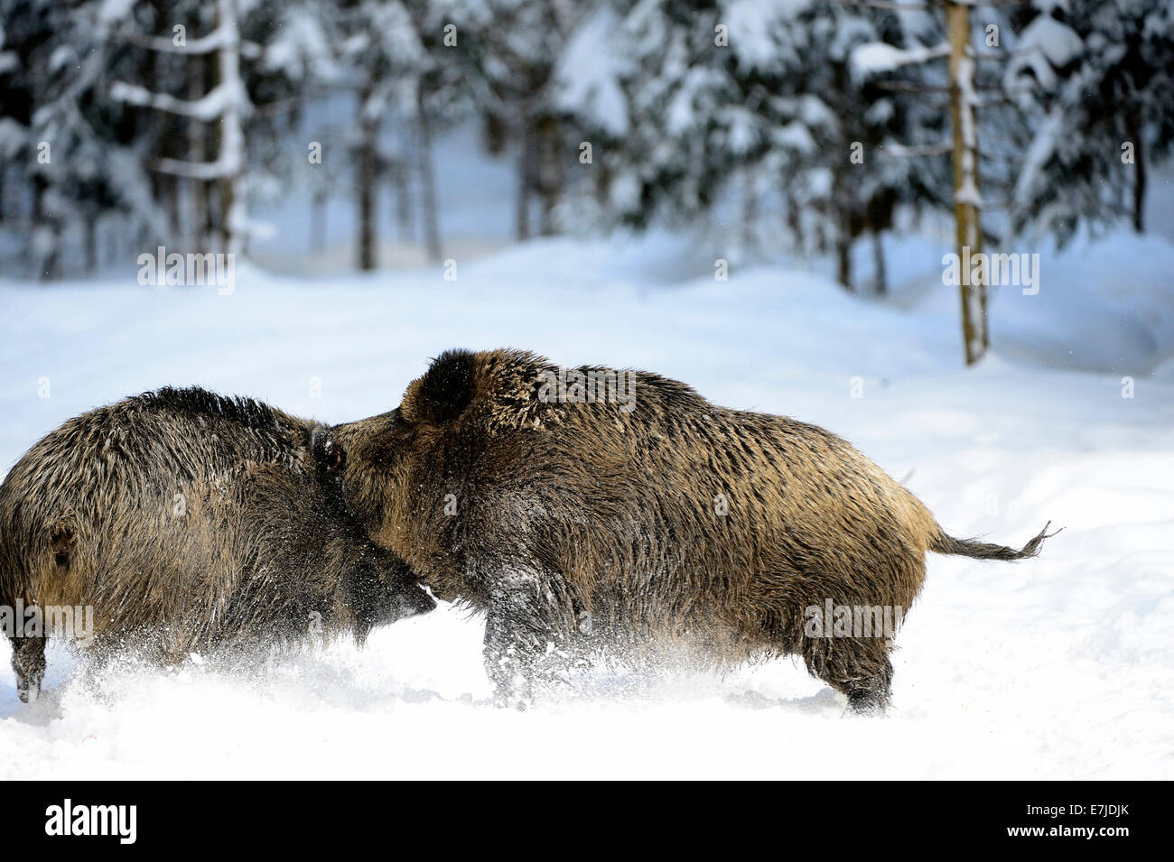 Wild boar, animal, Sus scrofa scrofa, sow, wild boars, black game, cloven-hoofed animal, pigs, pig, vertebrates, mammals, real p Stock Photo