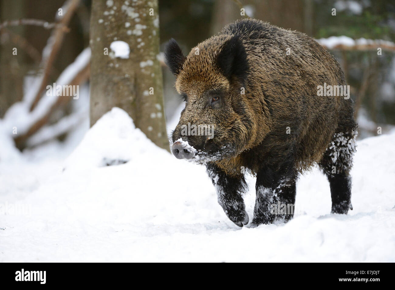 Wild boar, animal, Sus scrofa scrofa, sow, wild boars, black game, cloven-hoofed animal, pigs, pig, vertebrates, mammals, real p Stock Photo