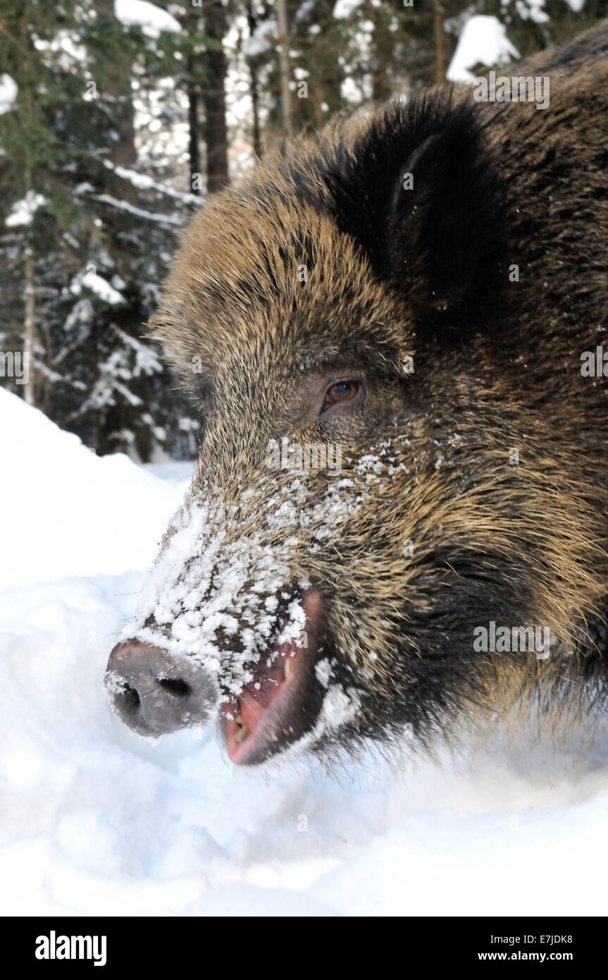 Wild boar, animal, Sus scrofa scrofa, sow, wild boars, black game, cloven-hoofed animal, pigs, pig, vertebrates, mammals, real p Stock Photo
