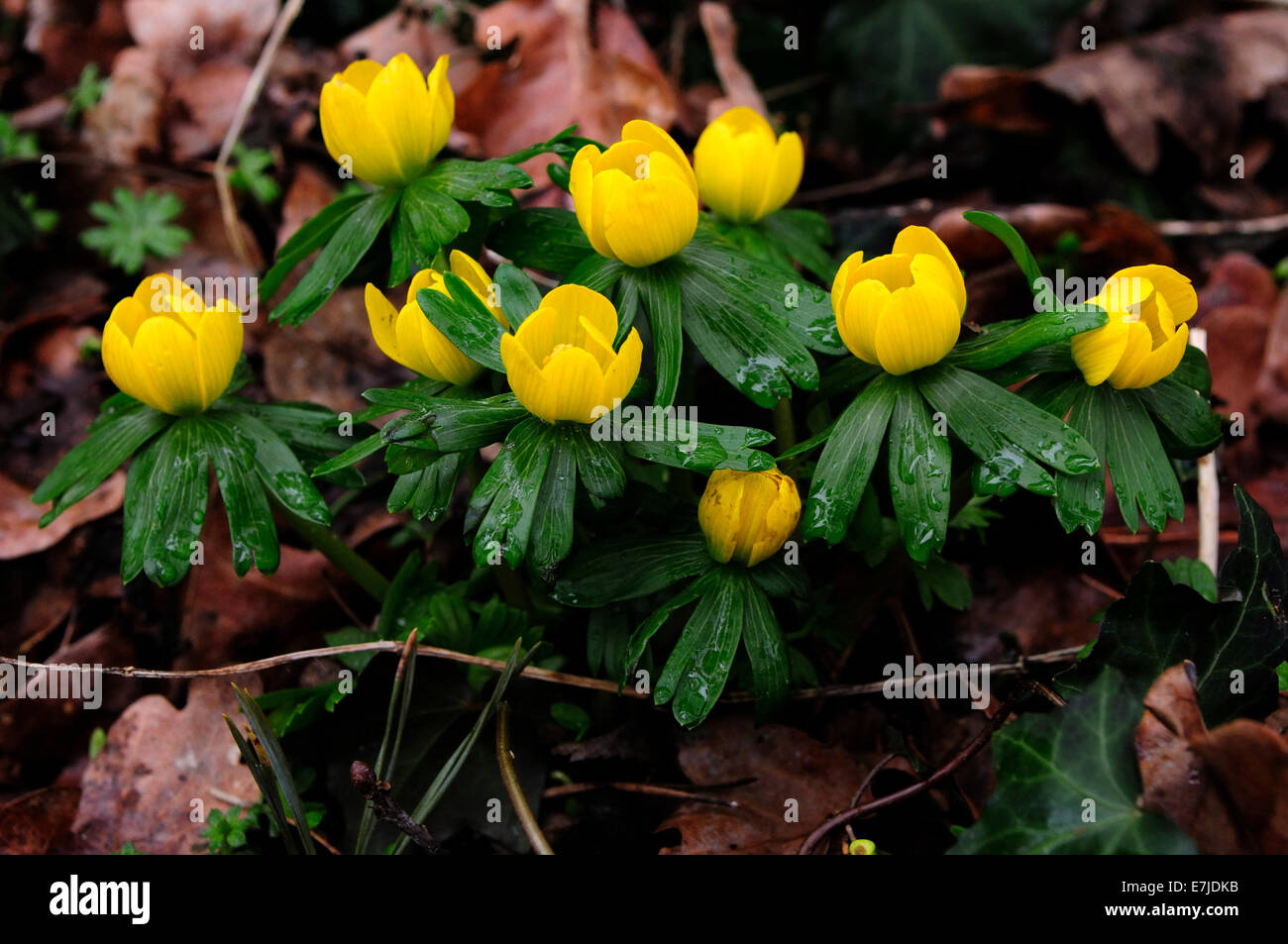 Yellow anemone, anemone ranunculoides, flower, spring flower, wild flower, Germany, Europe, Stock Photo
