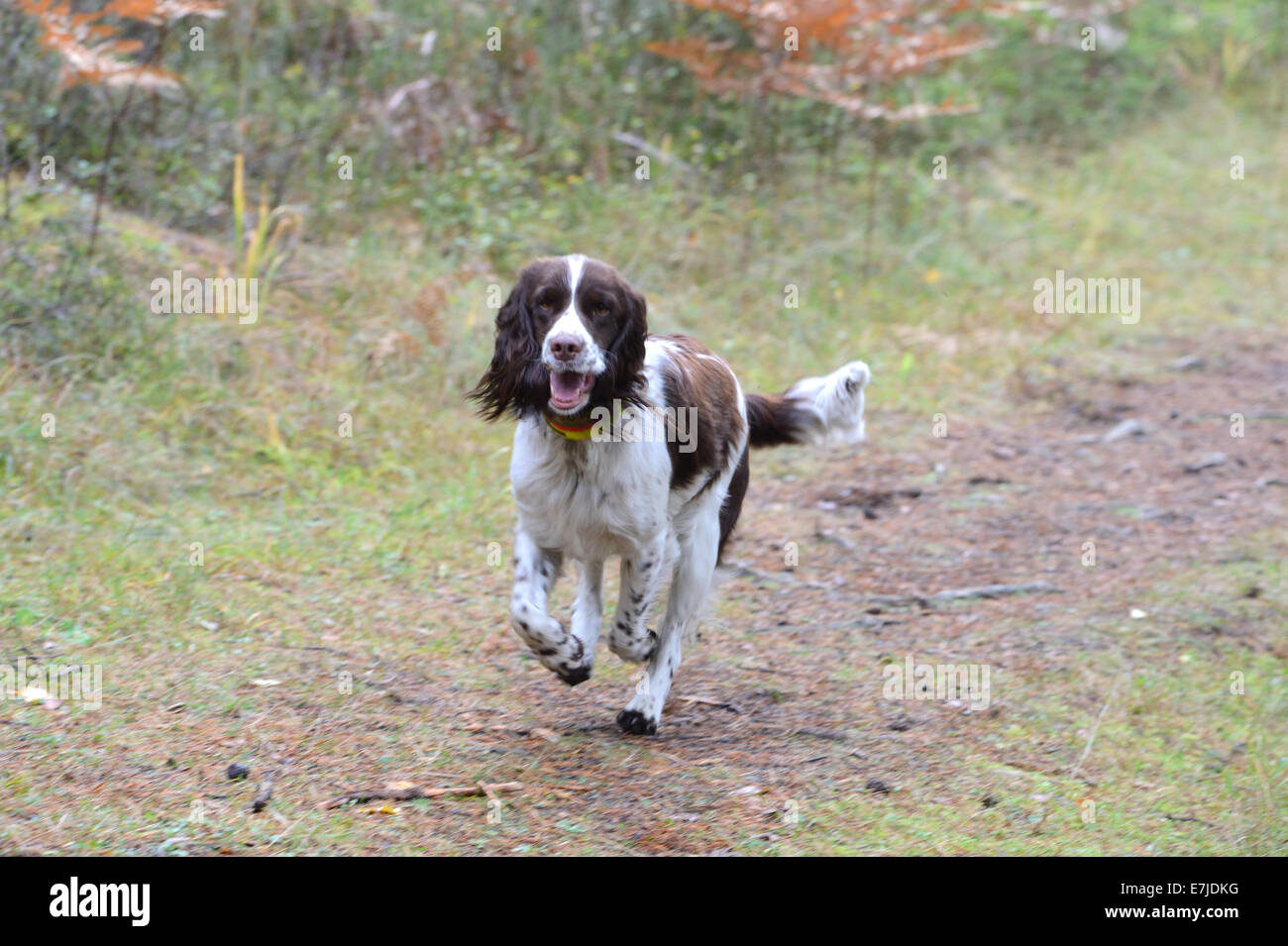 Autumn, hunt, hunting, red deer hunt, dog, hunt, battue, hounds, spaniel, Germany, Europe, Stock Photo
