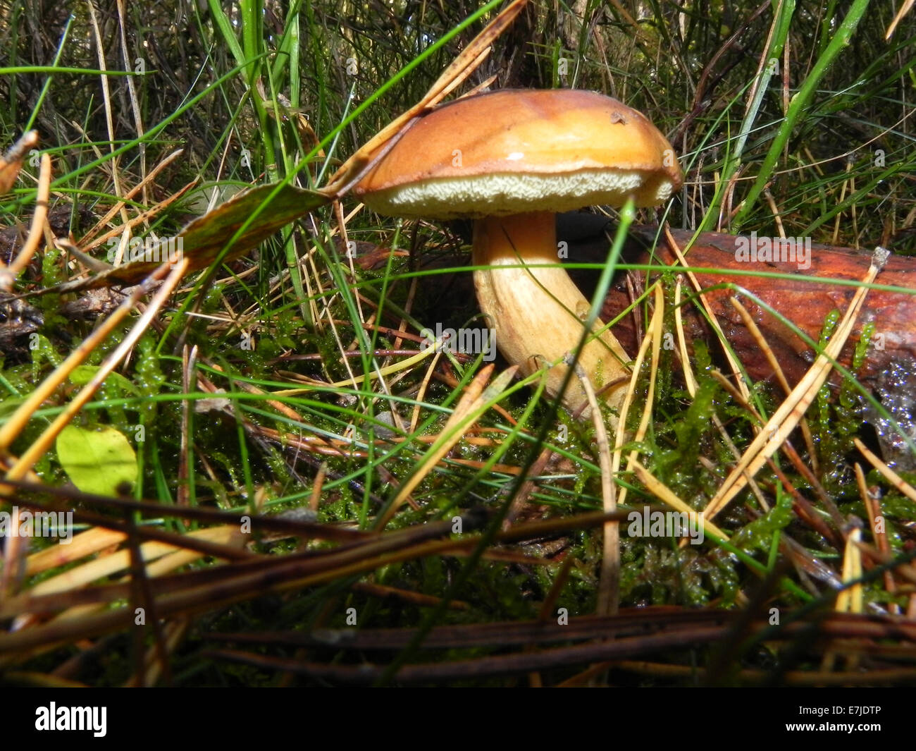 Mushrooms, Opisthokonta, Eukaryote, fungus, edible mushrooms, forest mushrooms, bay bolete, Boletineae, Germany, Europe, Stock Photo