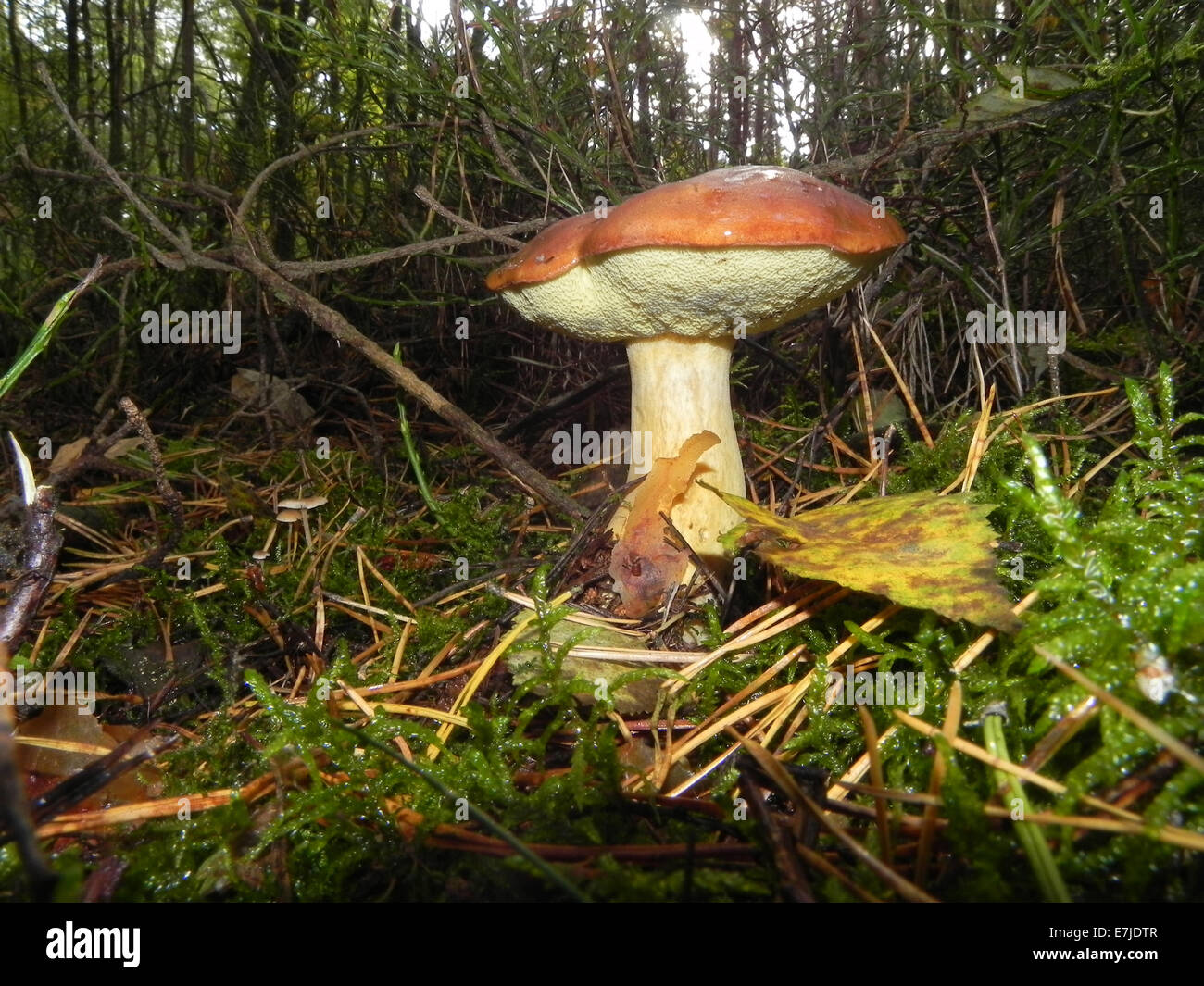 Mushrooms, Opisthokonta, Eukaryoten, fungus, edible mushrooms, forest mushrooms, bay bolete, Boletineae, Germany, Europe, Stock Photo