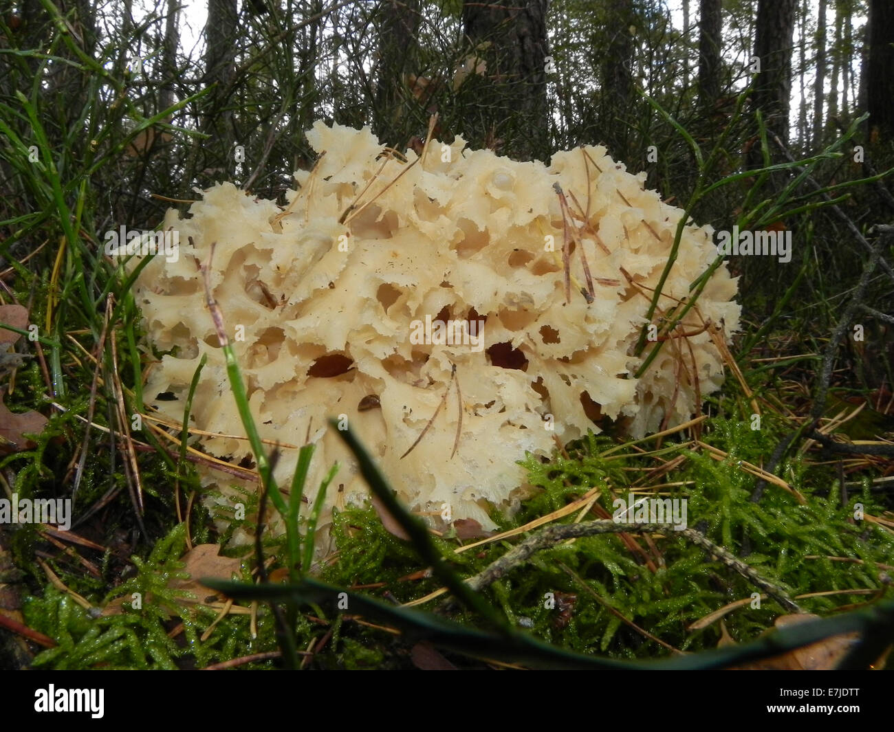 Mushrooms, Opisthokonta, Eukaryoten, fungus, edible mushrooms, forest mushrooms, cauliflower mushroom, Germany, Europe, Stock Photo