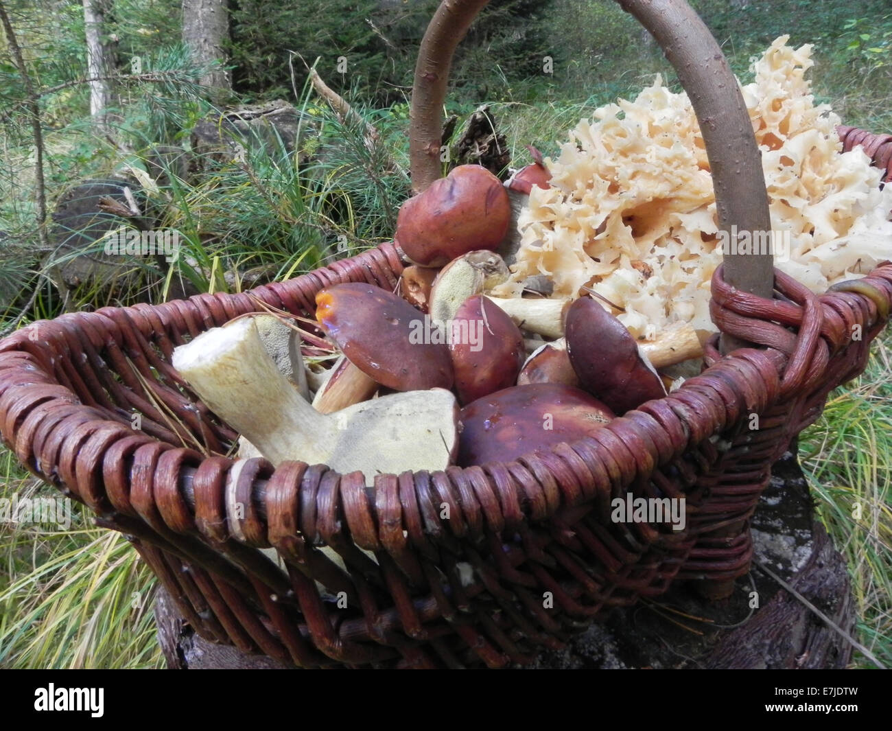 Mushrooms, Opisthokonta, Eukaryoten, fungus, edible mushrooms, forest mushrooms, fungous harvest, basket, collecting, Germany, E Stock Photo