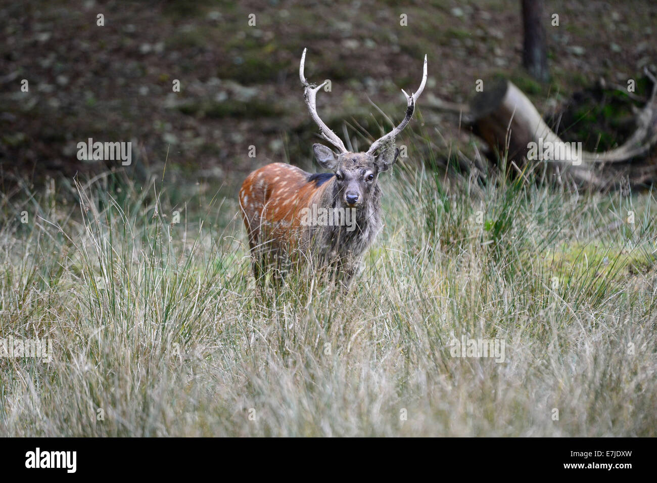 Japanese deer, spotted deer, deer, stag, Sika, Cervus nippon, Asian deer, deer, stags, rutting season, Germany, Europe, Stock Photo