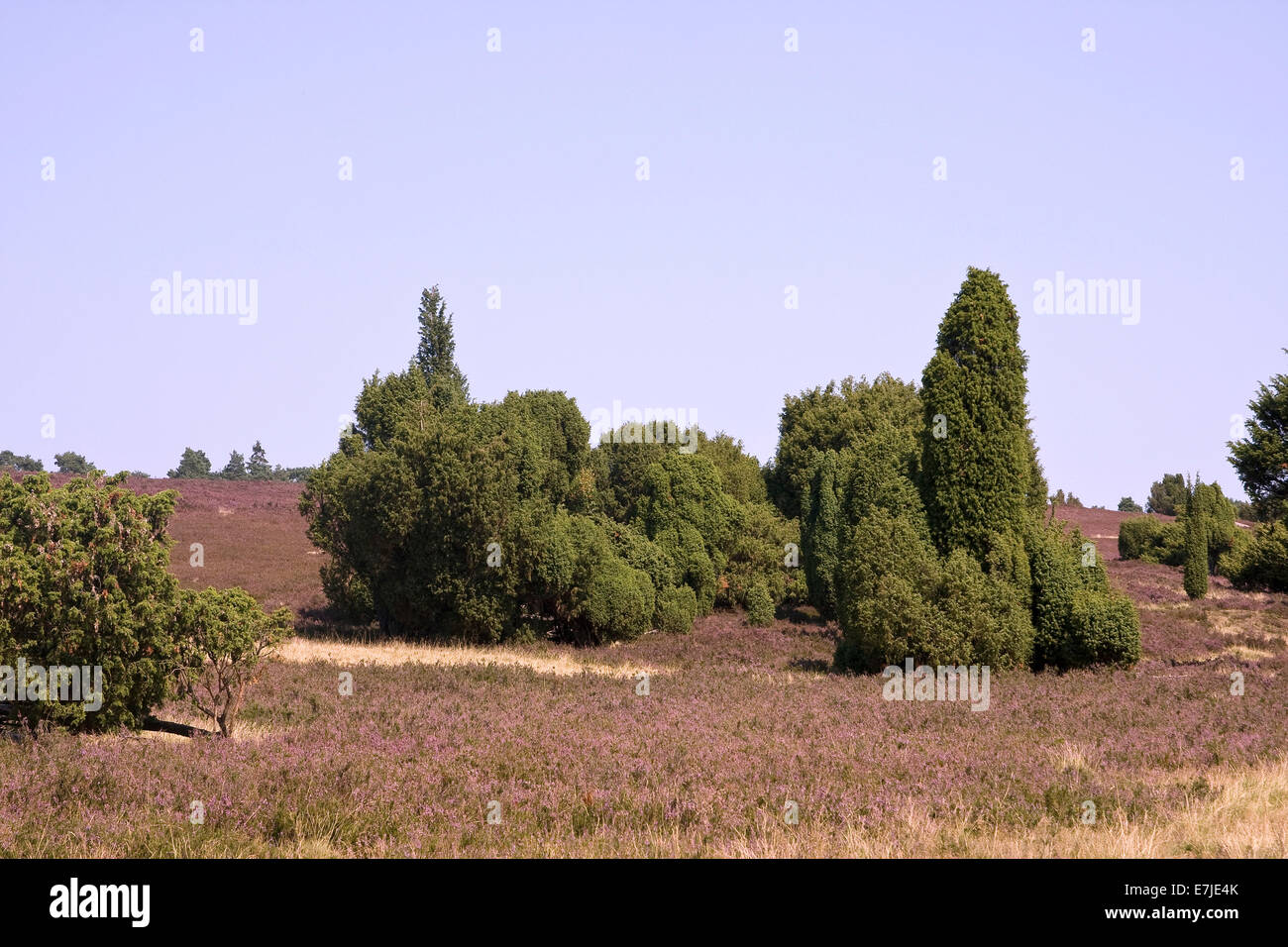 L flourishes hires stock photography and images Alamy