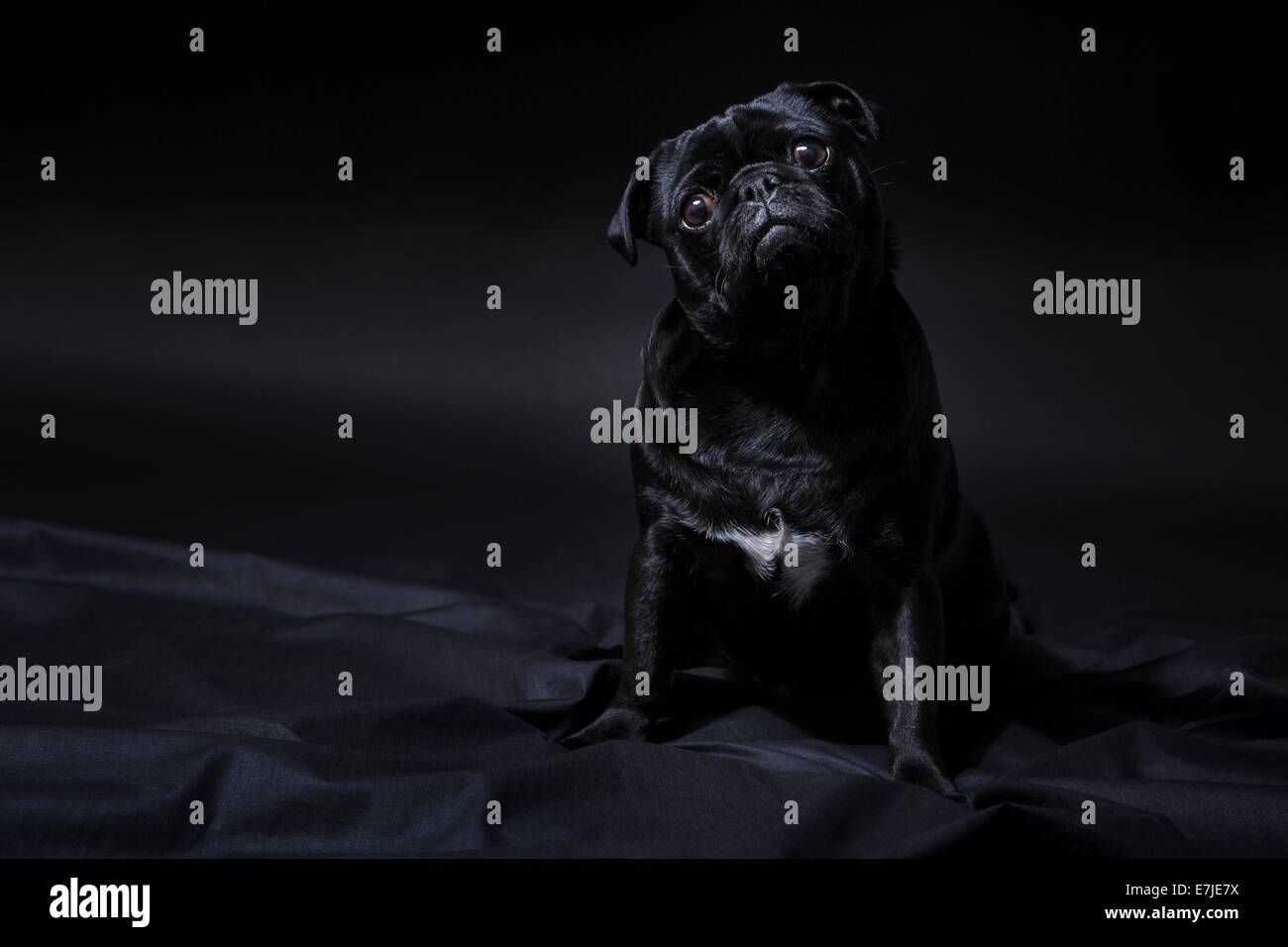 Domestic animal, Pet, dog, pug, fatty, portrait, four-legged, animal, dark, one, elegant, sweet, black, black background, sit, s Stock Photo