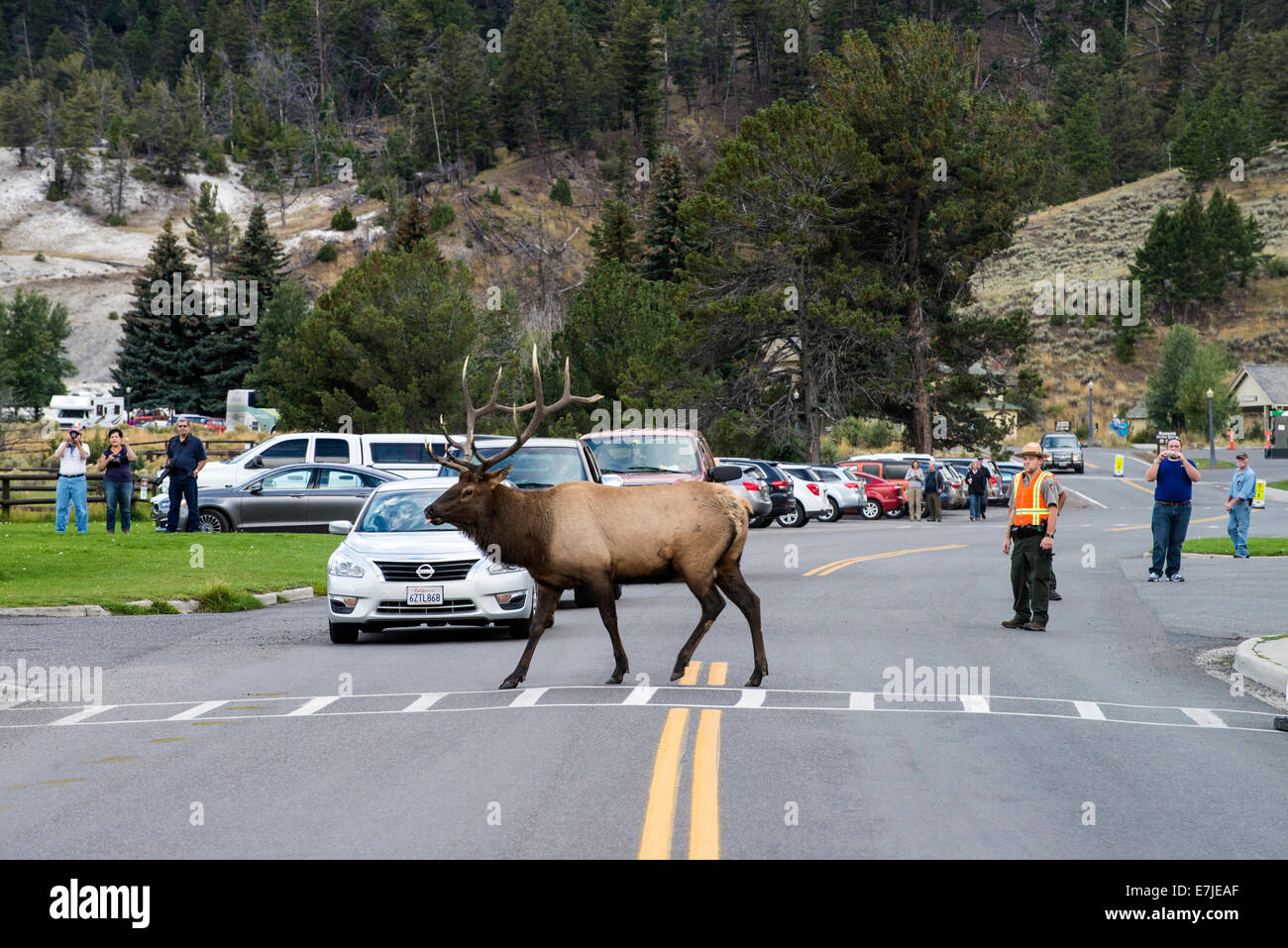 elk, animal, Mammoth Hot Springs, Yellowstone, national park, Wyoming