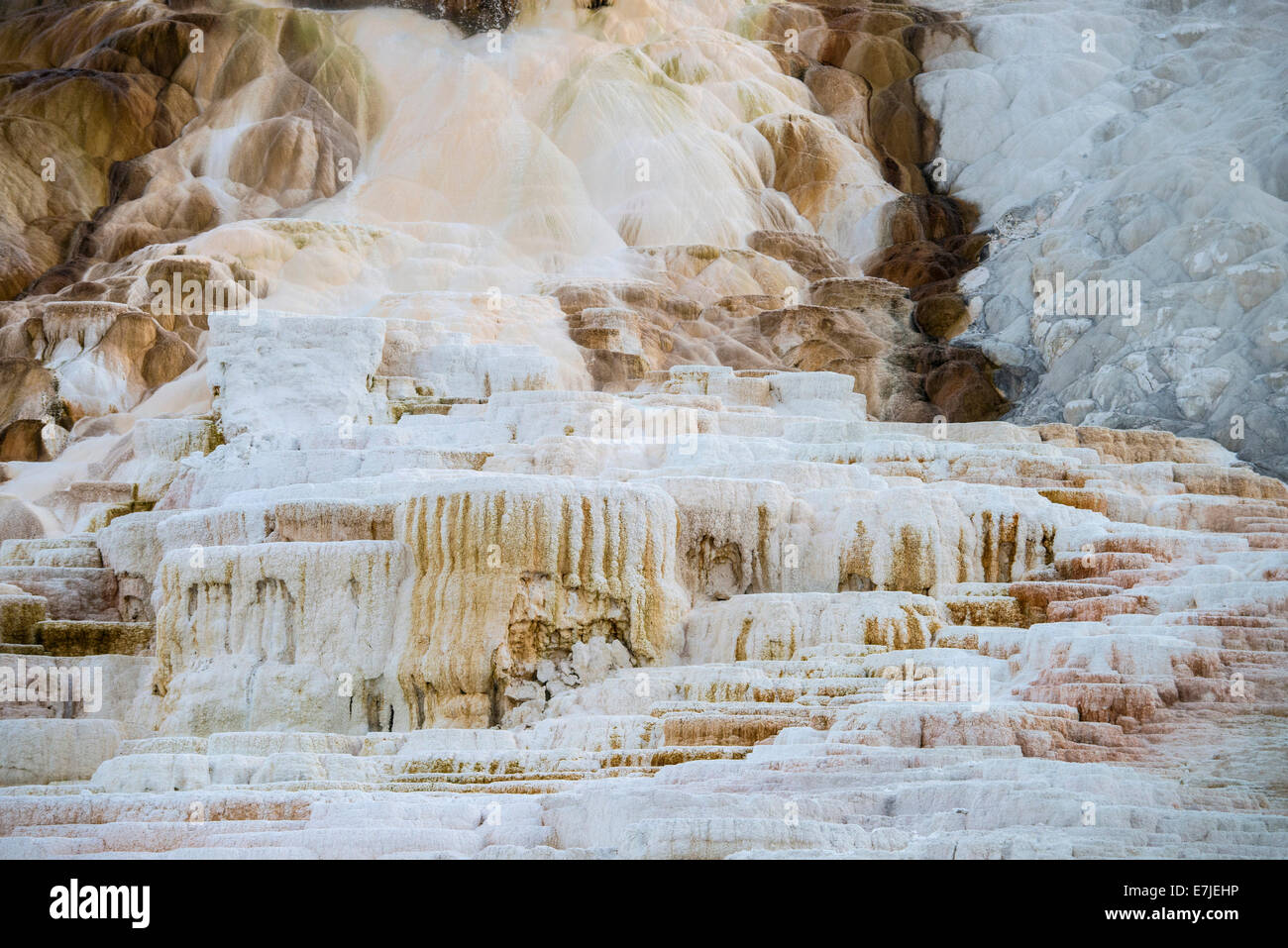Mammoth Hot Springs, Yellowstone, National Park, Wyoming, USA, United States, America, calcium, carbonate, terraces Stock Photo