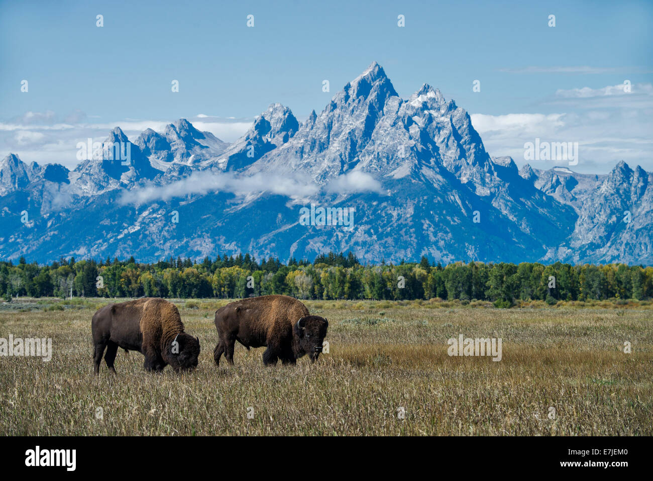 bisons, buffalo, animal, Grand Teton National Park, Wyoming, USA, United States, America Stock Photo
