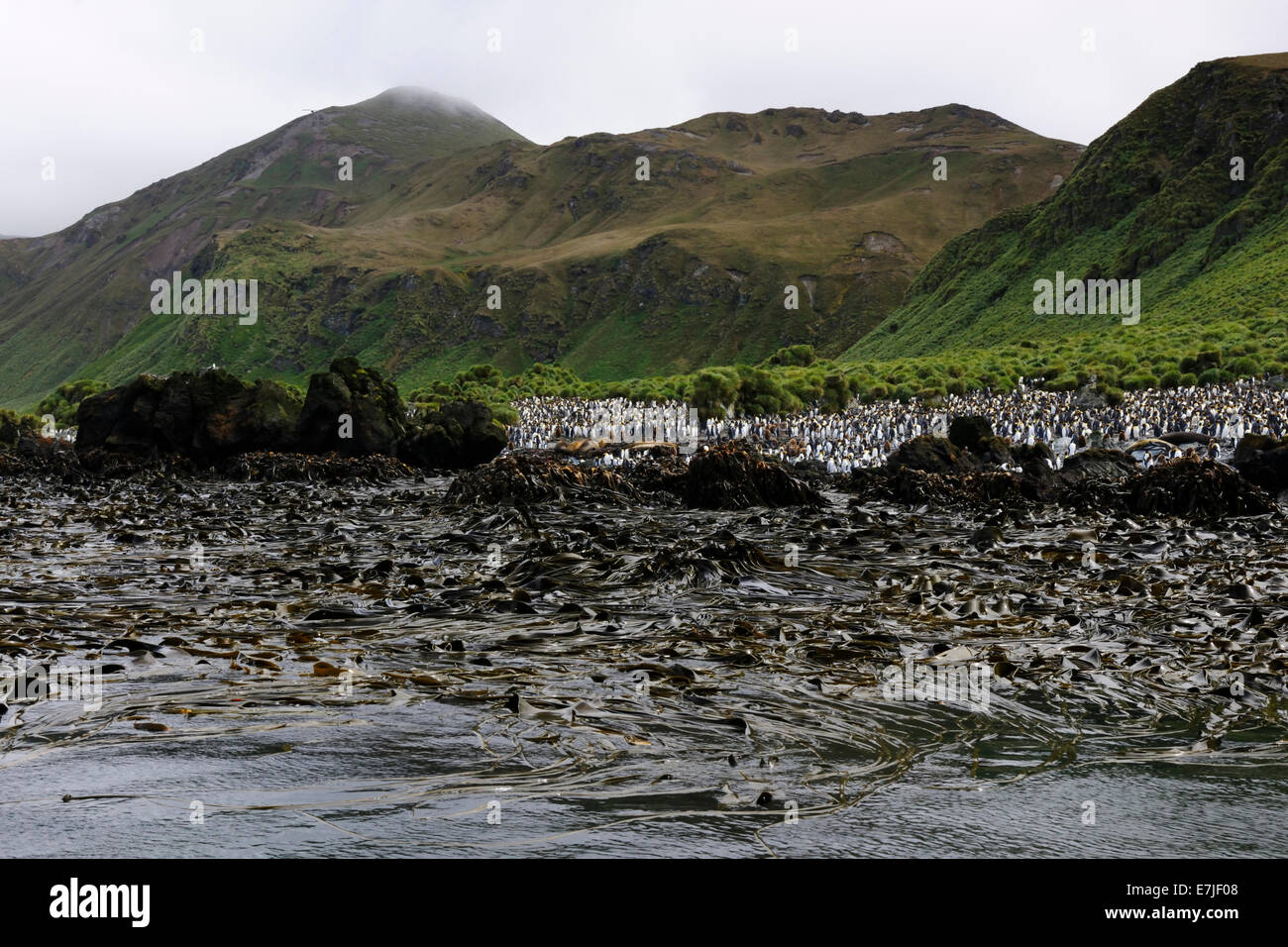 King Penguin (Aptenodytes patagonicus) colony on the beach of Lusitania bay, kelp (Phaeophyceae) in front Stock Photo