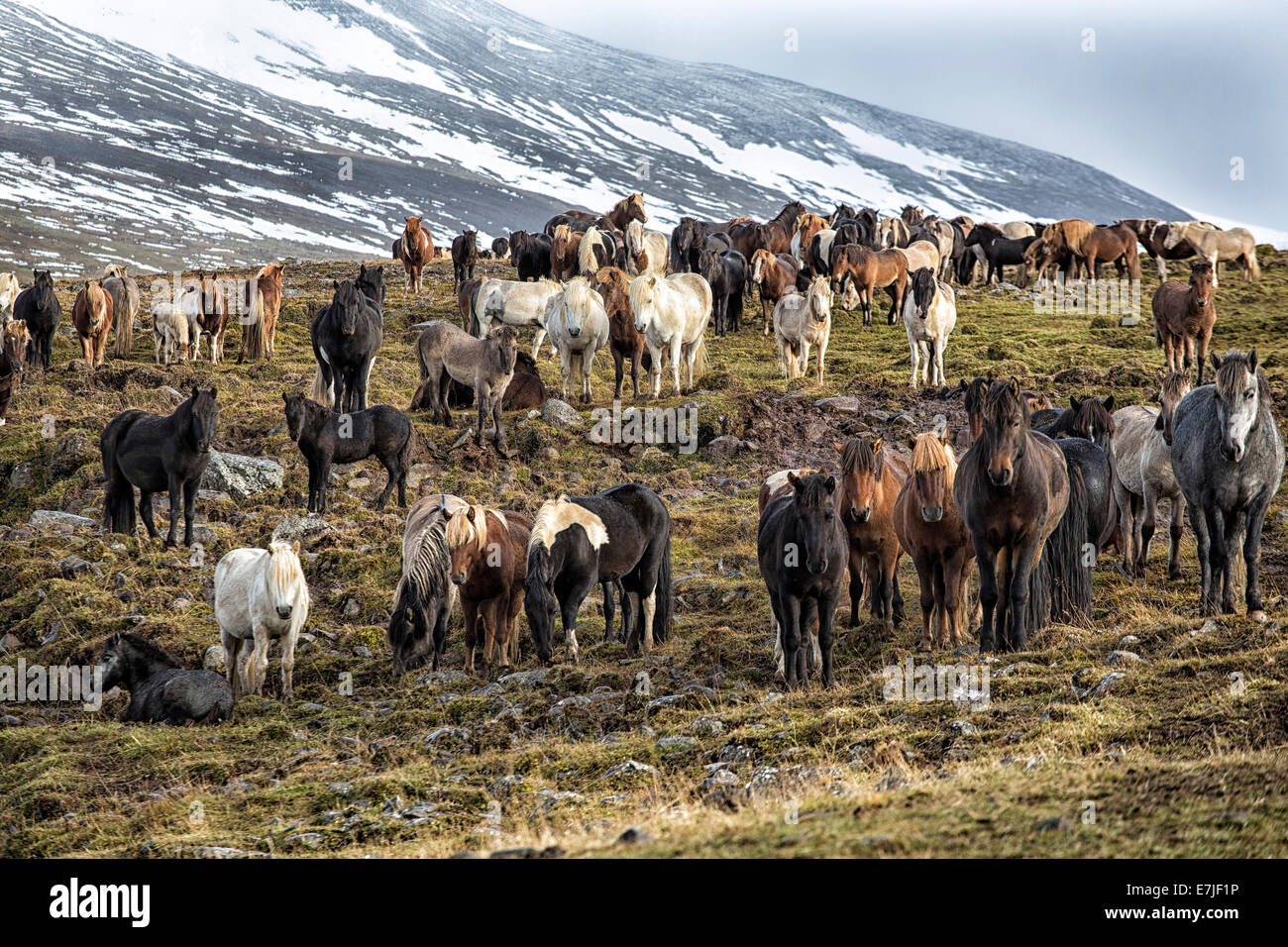 Herd, group, party, fête, autumn, autumn, mood, Iceland, Europe, Iceland, horse, Laxardalur, pen, horse, horses, Skrepatungurett Stock Photo
