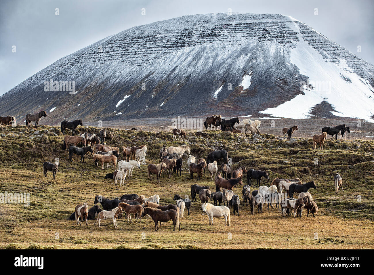 Herd, group, party, fête, autumn, autumn, mood, Iceland, Europe, Iceland, horse, Laxardalur, pen, horse, horses, Skrepatungurett Stock Photo