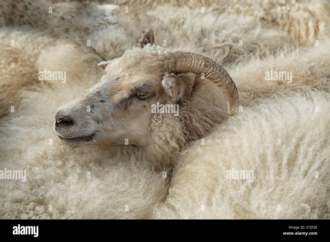Borgarnes, Borgir, autumn, Iceland, Europe, Rettir, sheep, animal, tradition, Westisland Stock Photo