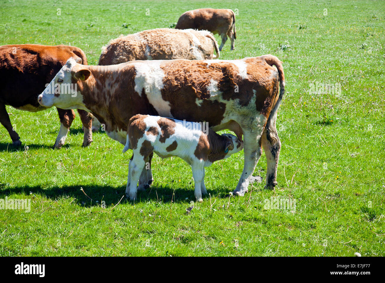 Cow uk suckling hi-res stock photography and images - Alamy