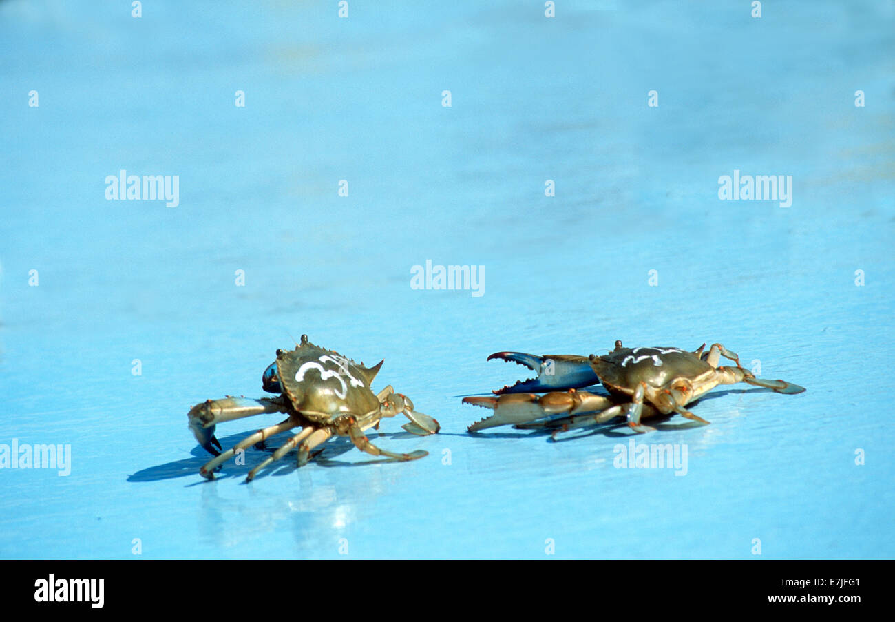 Crab Race, Crisfield, Hard Crab Derby, Eastern Shore, Maryland Stock