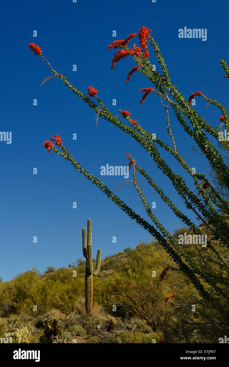 Cave creek arizona hires stock photography and images Alamy