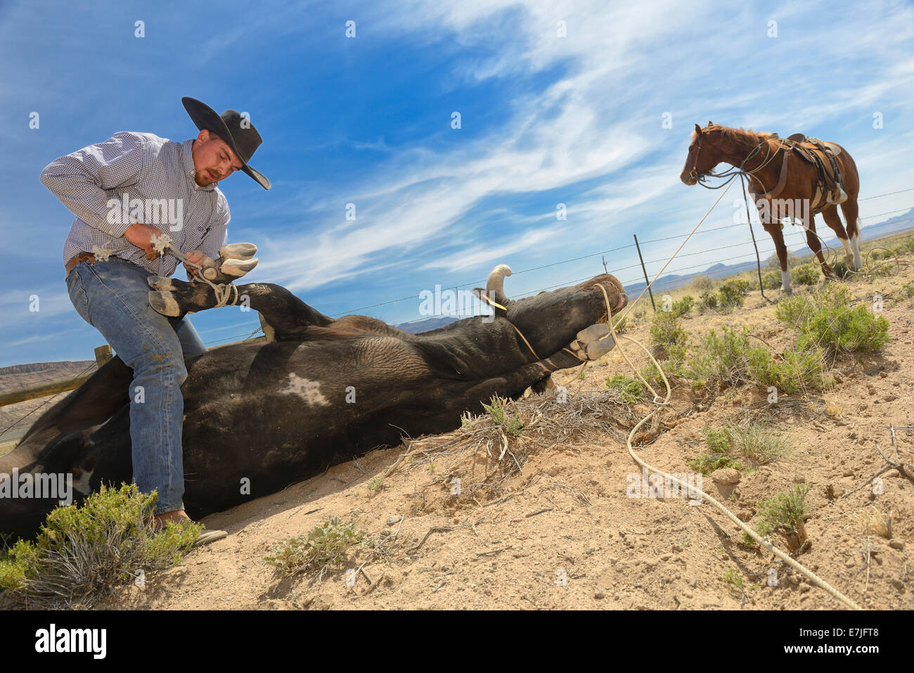 USA, United States, America, Nevada, cowboys, cowboy, bull, wrestling, rural, horse, western, american west, cow Stock Photo