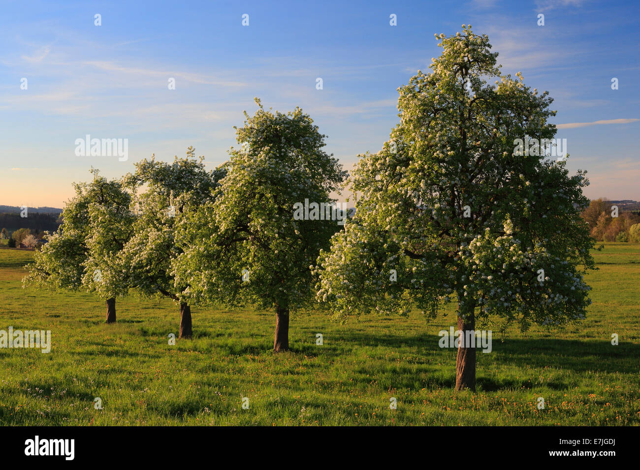 Agrarian, avenue, tree, group of trees, tree row, pear tree, pear trees, pear, pears, blossom, flourish, flowerage, trees, field Stock Photo