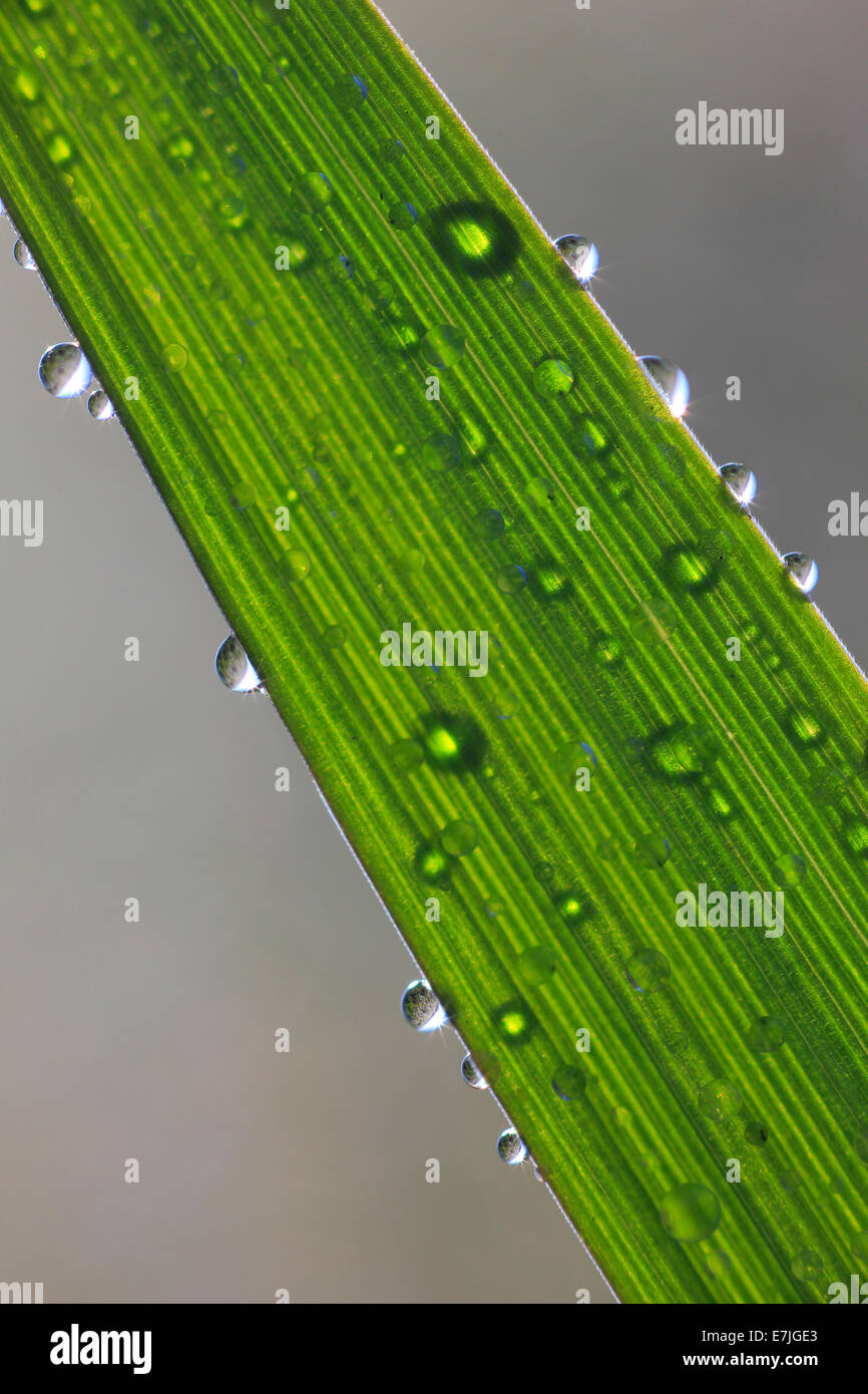 Detail, spring, light, macro, morning, dew, pattern, close-up ...