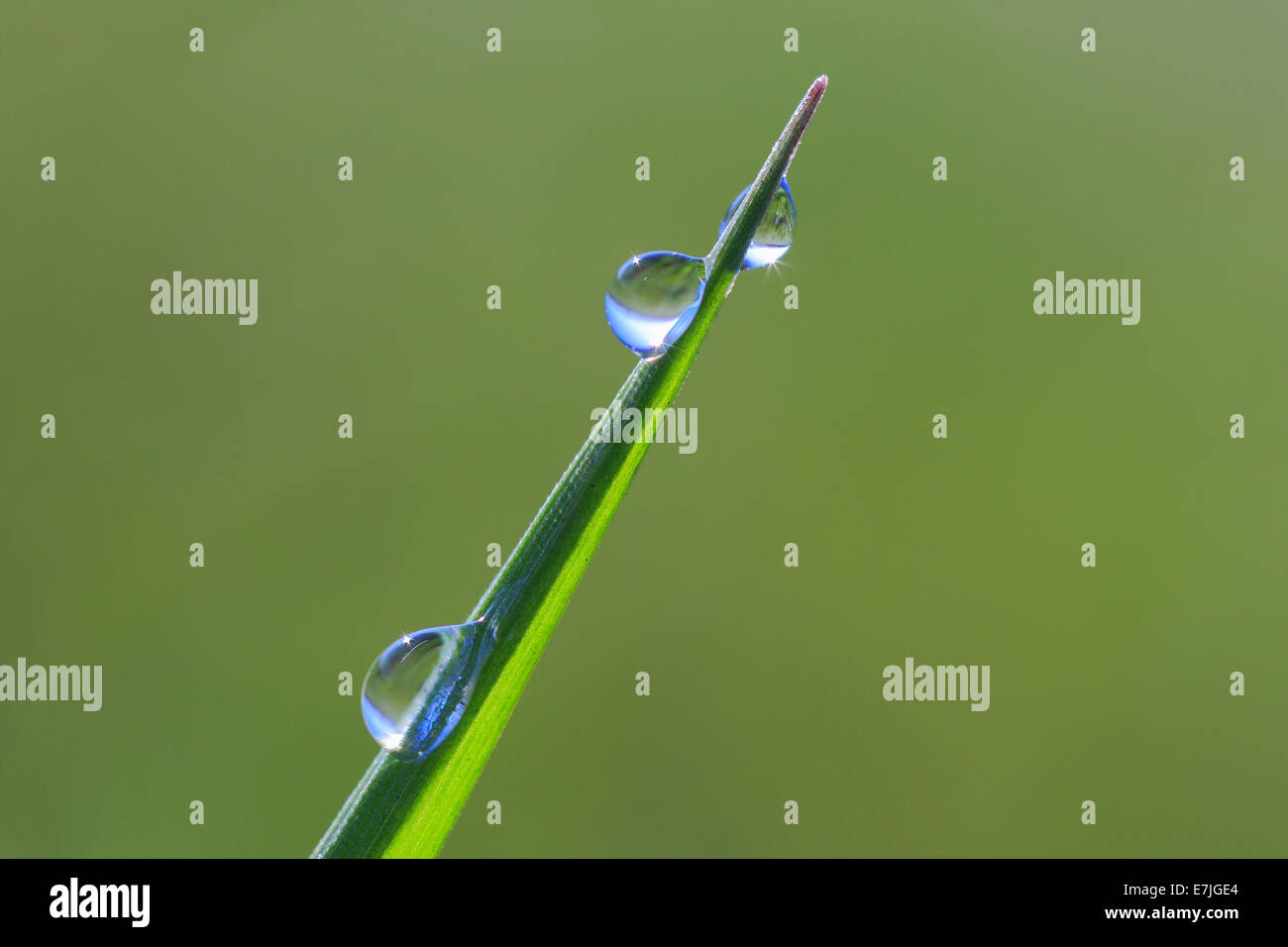 Detail, spring, light, macro, morning, dew, pattern, close-up ...