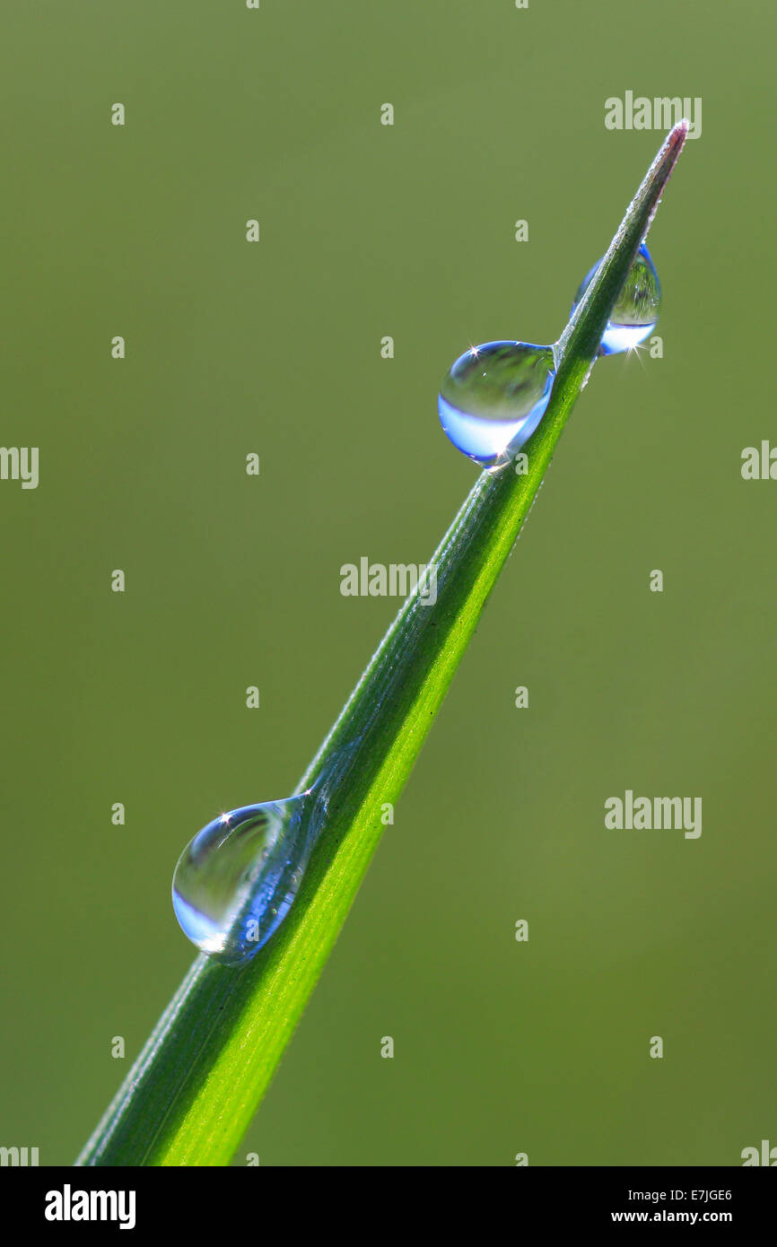 Detail, spring, light, macro, morning, dew, pattern, close-up ...