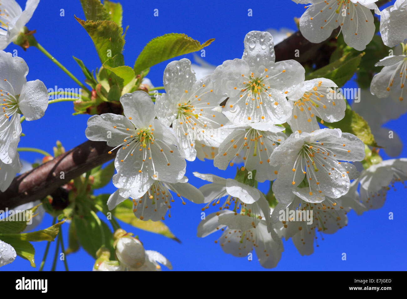 Tree, tree blossom, blossom, flourish, flowerage, detail, spring, garden plant, cherry, bud, buds, macro, close-up, plant, Switz Stock Photo