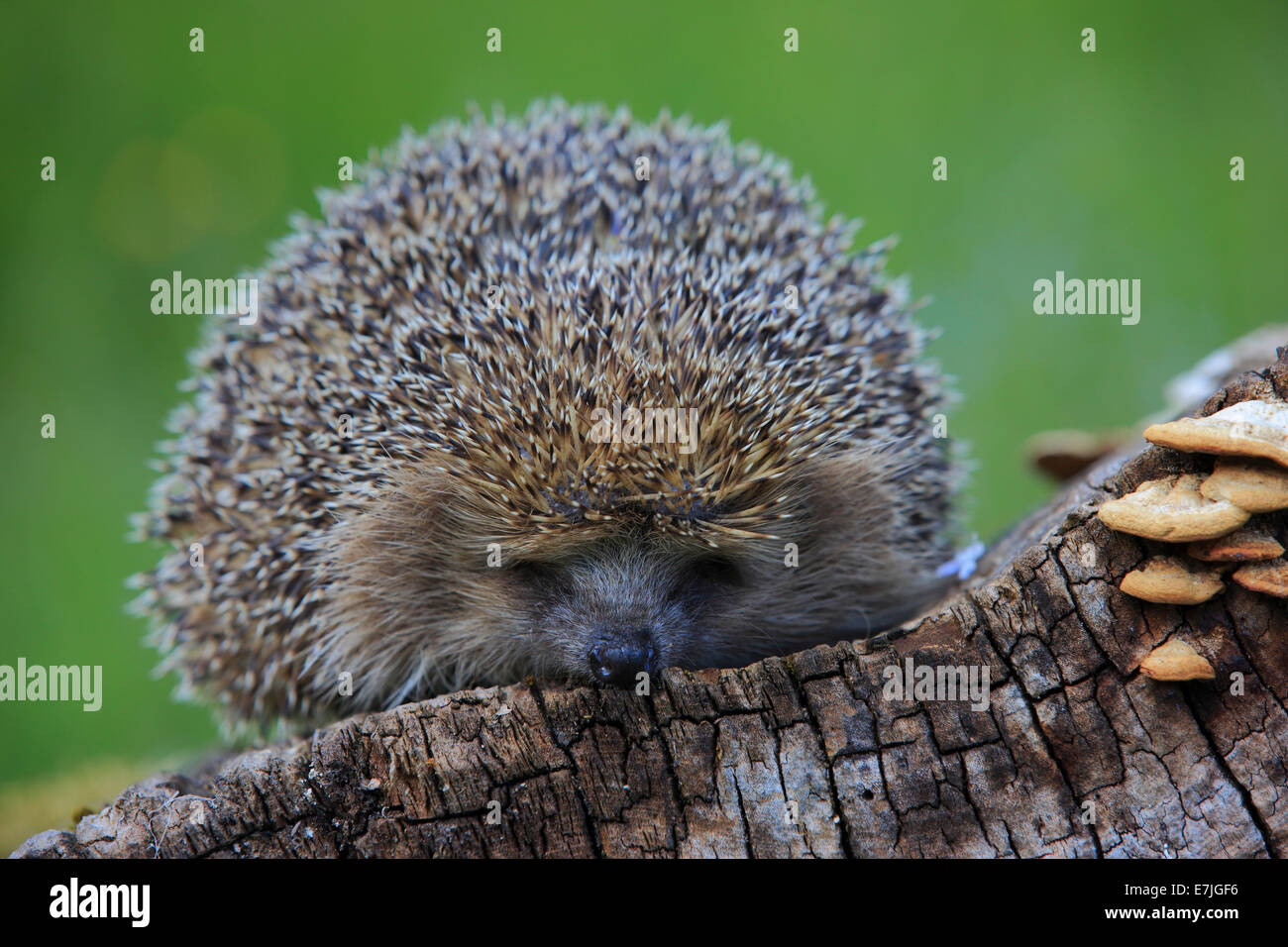 Tree stump, common hedgehog, Erinaceus europaeus, European hedgehog