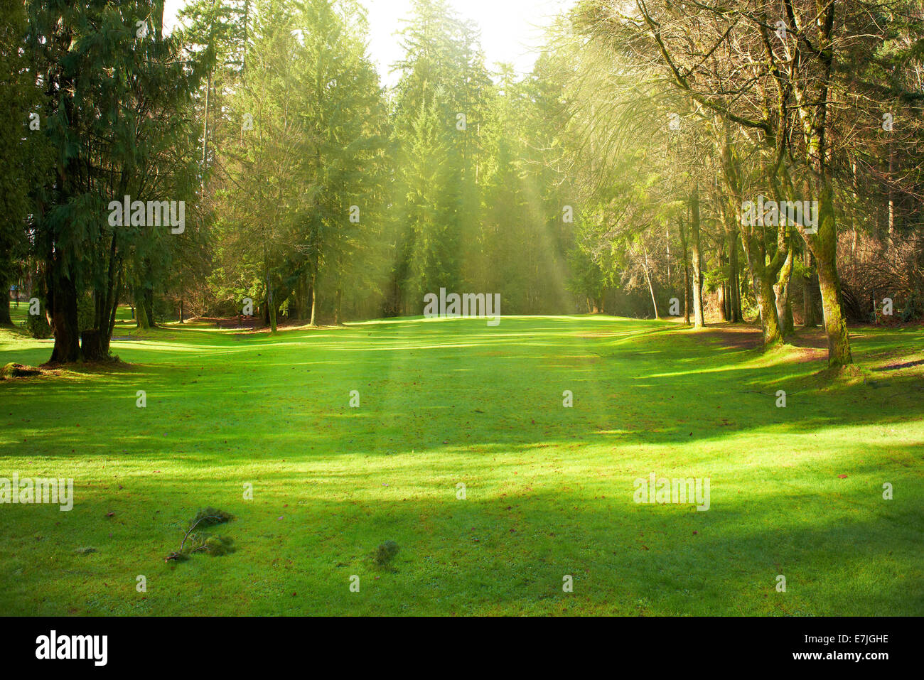 Green lawn with trees in park under sunny light Stock Photo - Alamy