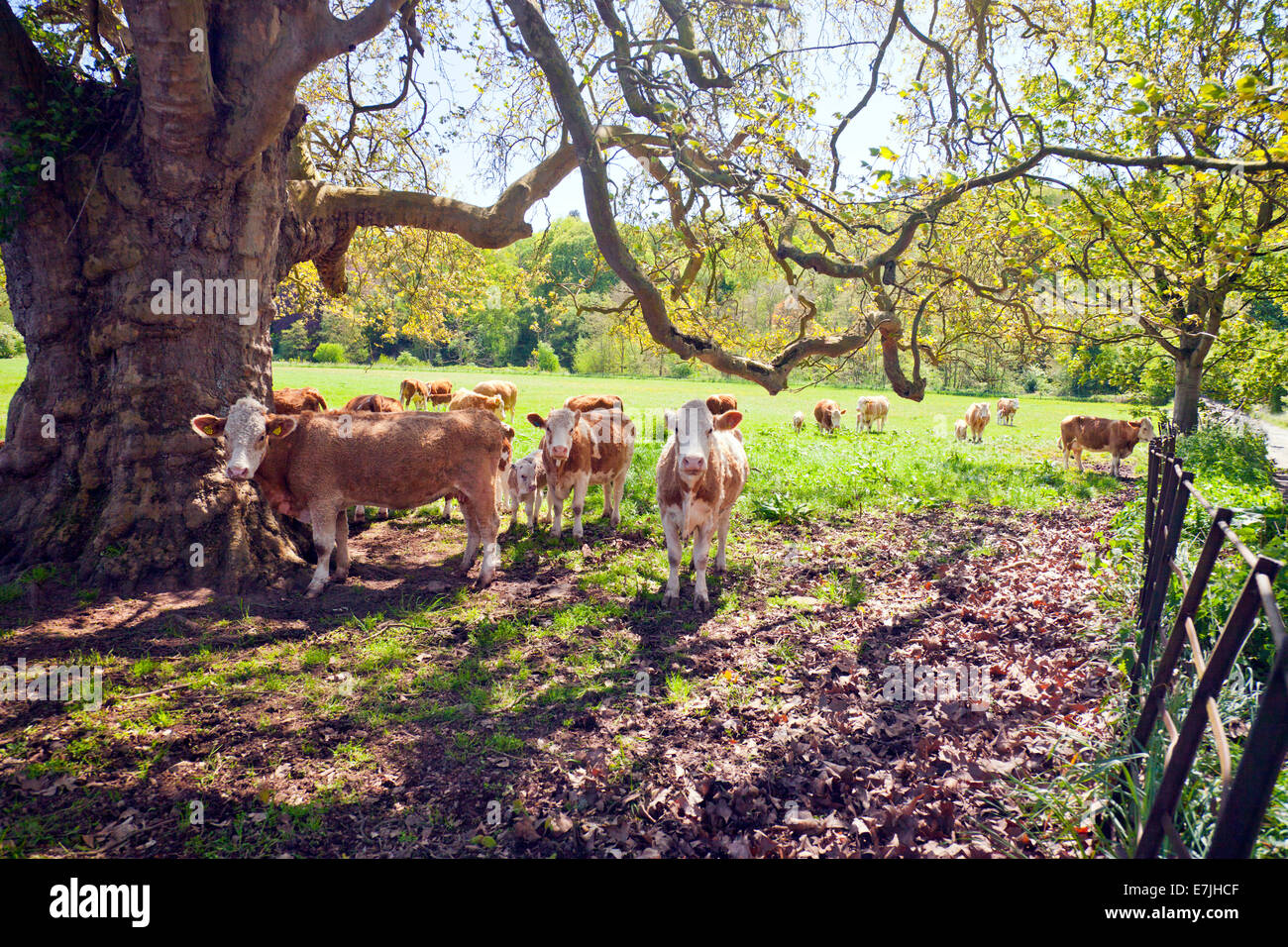 The herd of Hereford x Charolais cows and calves taking shade from the spring sunshine at Hampton Court Castle Herefordshire UK Stock Photo
