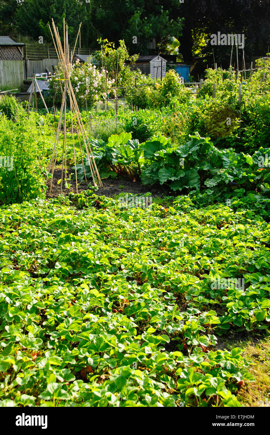 Allotments,Vegetable Patch,Gardening,Growing Fruit,Green Vegetables,Council land, Occupiers,Past time,Hobby,Sustenance,London,UK Stock Photo