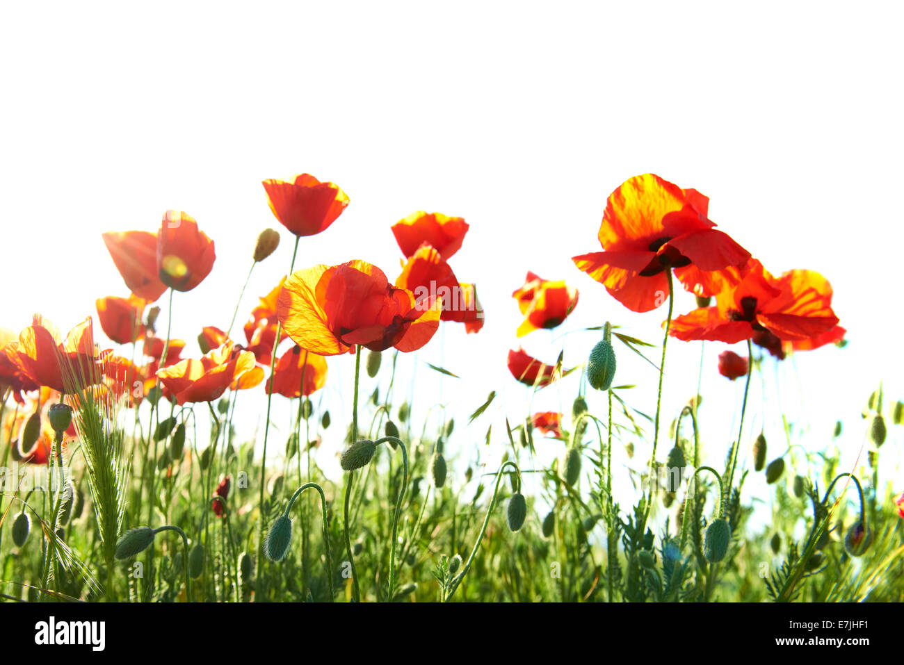 Beautiful red poppies isolated on white background Stock Photo - Alamy