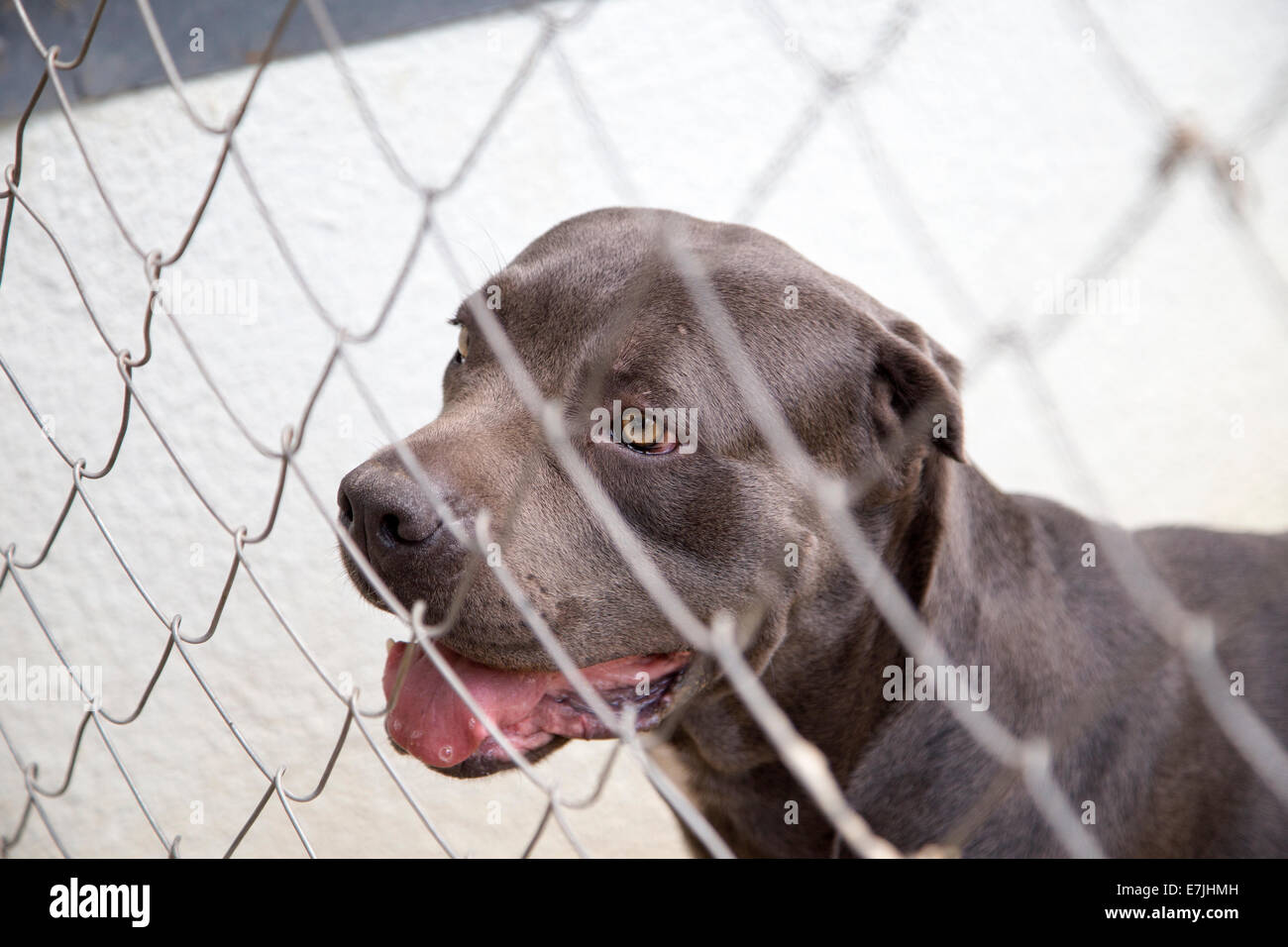 Black Dog Canne Corso Looking out From Behind the Wire Mesh Stock Photo