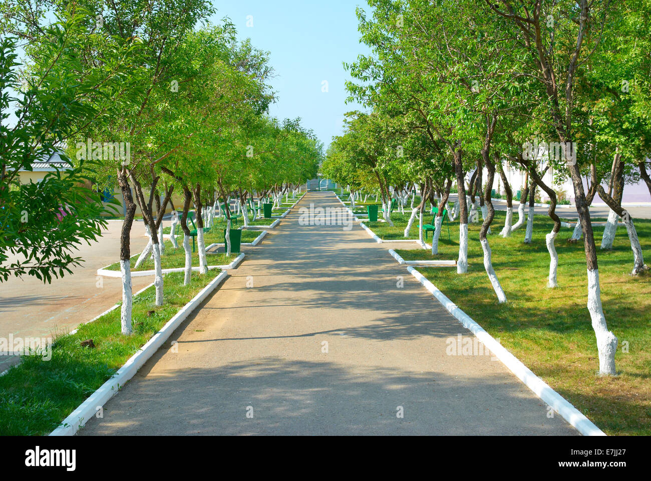 Alley in the green sunny park with grass and trees Stock Photo - Alamy