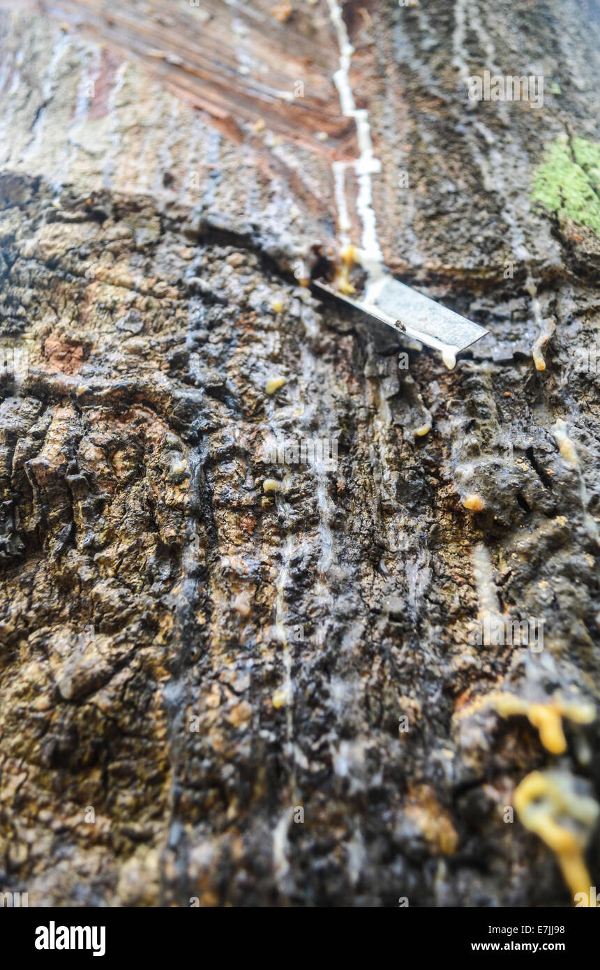 Latex being collected from an hevea tree in the Firestone Natural Rubber Company plantation in Liberia Stock Photo