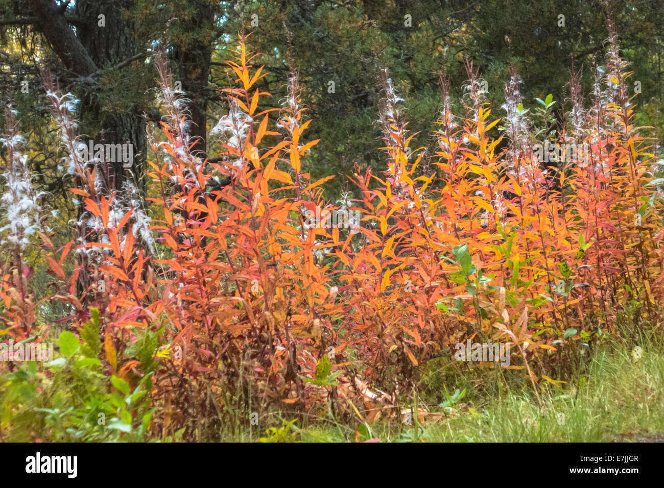 Fireweed in autumn, Epilobium sp. Stock Photo