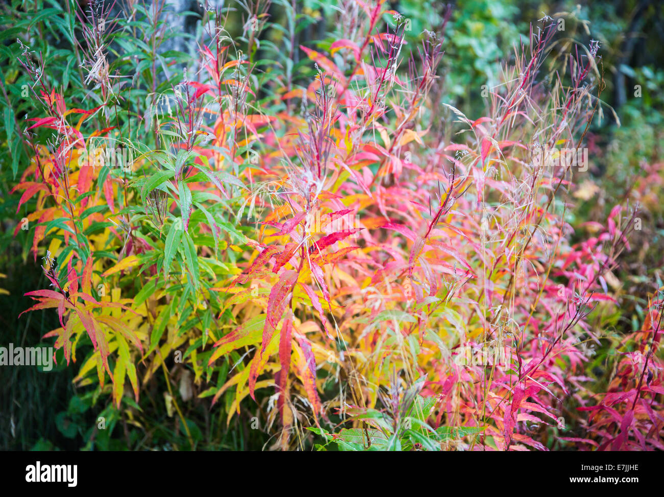 fireweed in autumn, Epilobium sp. Stock Photo