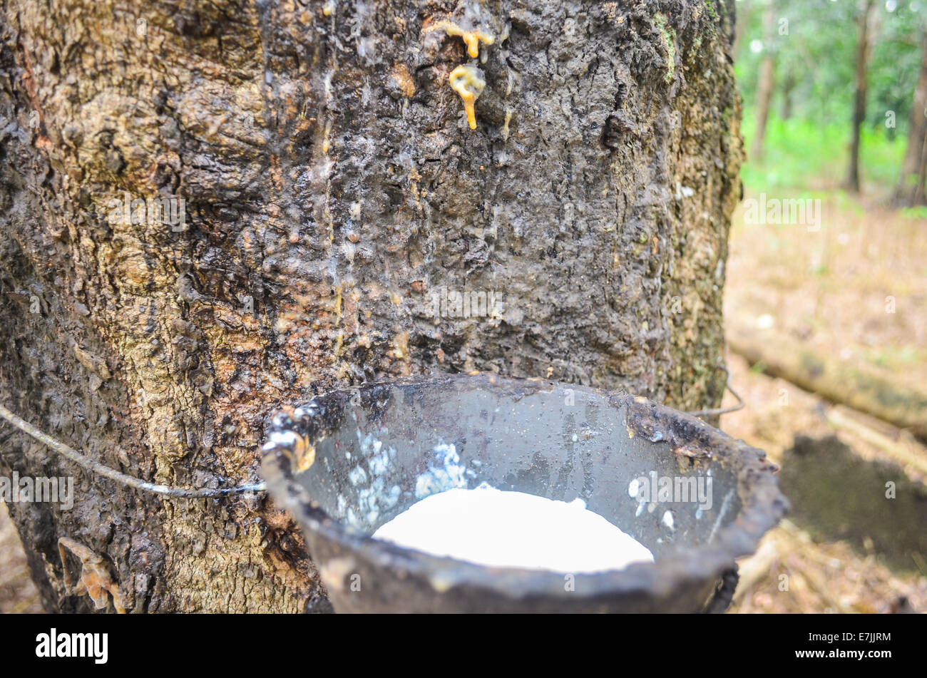 Latex being collected from an hevea tree in the Firestone Natural Rubber Company plantation in Liberia Stock Photo