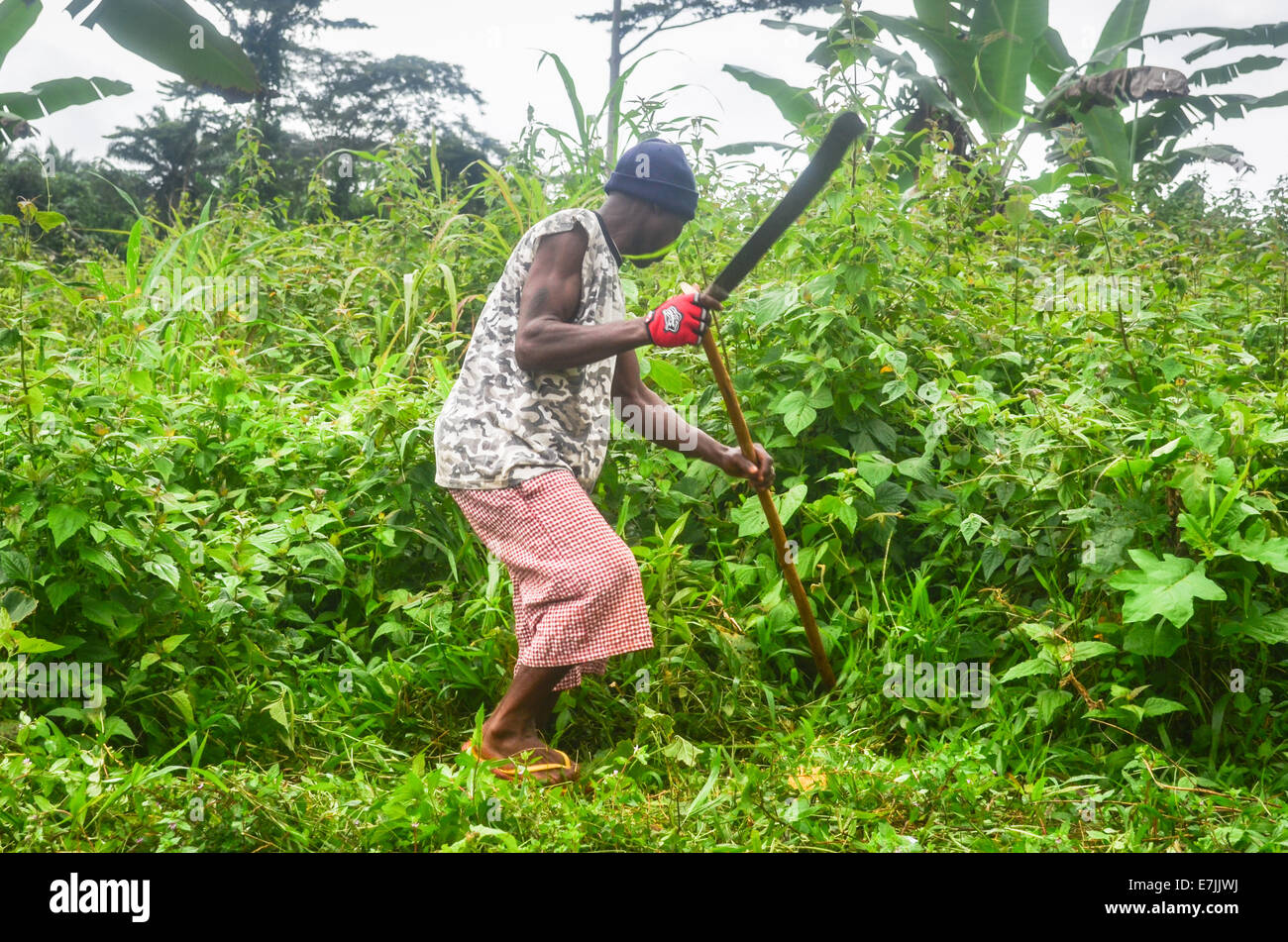 Liberian man land clearing grass with a machete in northern Liberia