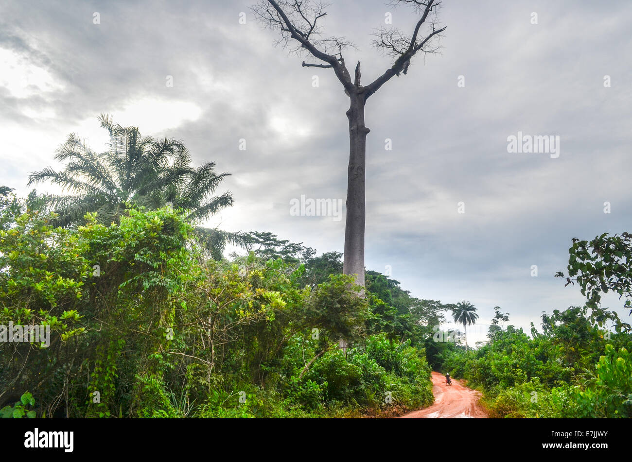A cyclist on a muddy red earth dirt road between Liberia and Cote d'Ivoire (Ivory Coast) in West Africa Stock Photo