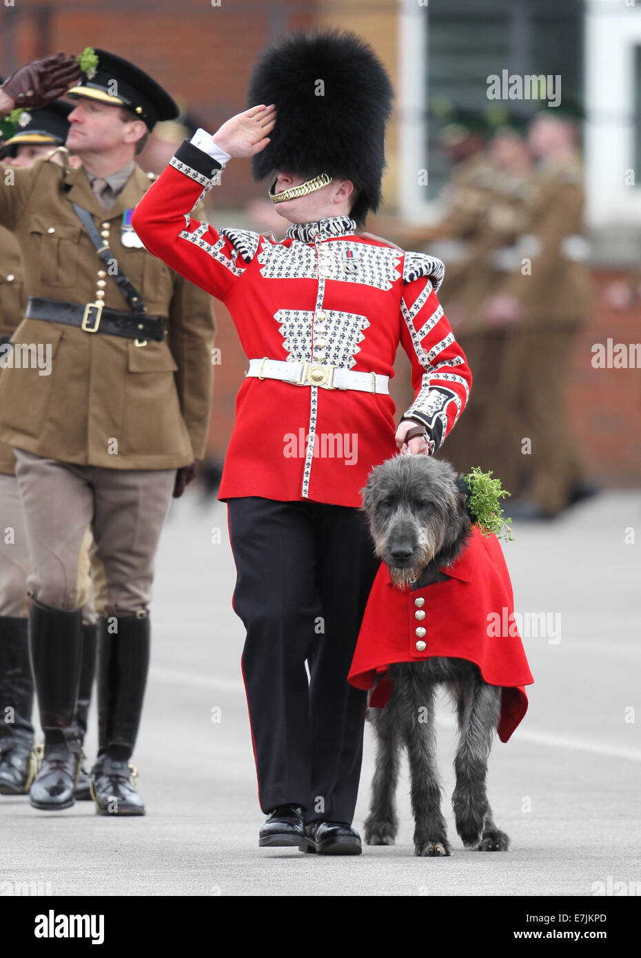 HRH The Duchess of Cambridge and Prince William presents shamrocks to the Irish Guards' at St Patricks Day Parade.  Featuring: Atmosphere Where: Aldershot, United Kingdom When: 16 Mar 2014 Stock Photo