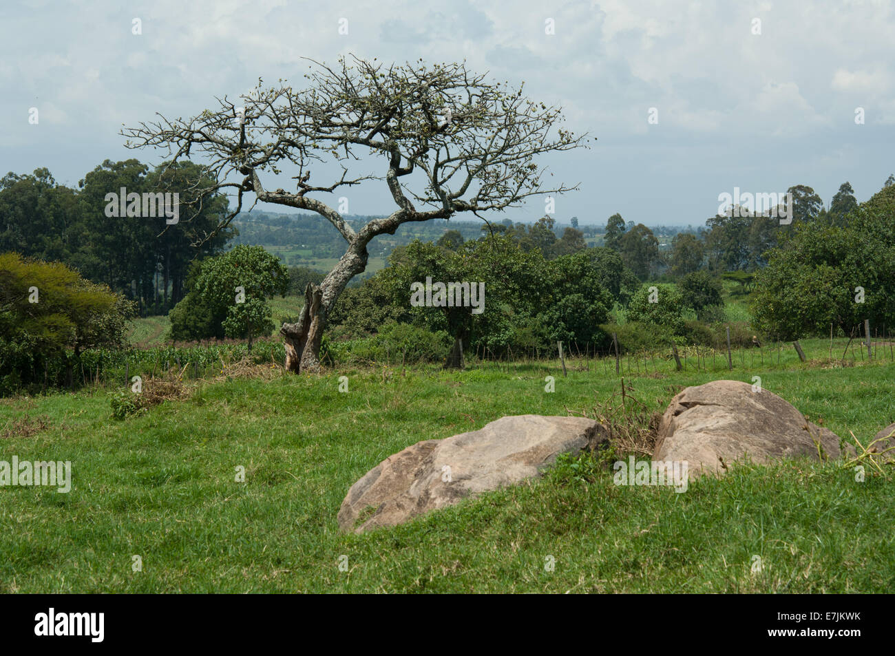 Rocks in a field on an African farm, Kenya, Africa. Stock Photo